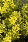 /Images/johnsonnursery/Products/Woodies/Berberis_Daybreak_-_first_editions.jpg
