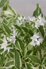 /Images/johnsonnursery/Products/Woodies/Deutzia_Mincream_-_PW.jpg