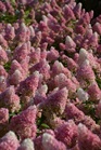 /Images/johnsonnursery/Products/Woodies/HDN_Strawberry_Sundae_-_1st_Editions.jpg