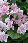 /Images/johnsonnursery/Products/Woodies/Hydrangea_Db_Delights_Star_Gazer_-_Ball.jpg