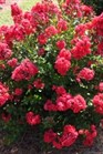 /Images/johnsonnursery/Products/Woodies/Lagerstroemia_Red_Magic_-_1st_Editions.jpg