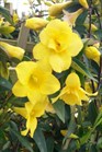/images/johnsonnursery/Products/pics/1267-1.jpg