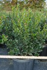 /images/johnsonnursery/Products/pics/1379-1.jpg