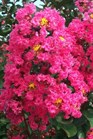/images/johnsonnursery/Products/pics/1410-1.jpg