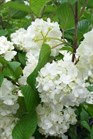 /images/johnsonnursery/Products/pics/1661-1.jpg