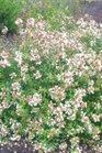 /images/johnsonnursery/Products/pics/1689-1.jpg