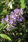 /images/johnsonnursery/Products/pics/2195-1.jpg