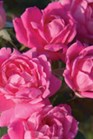 /images/johnsonnursery/Products/pics/2200-1.jpg