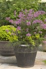/images/johnsonnursery/Products/pics/2283-1.jpg