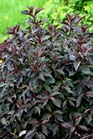 /images/johnsonnursery/Products/pics/711-1.jpg