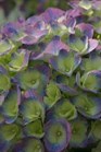 /images/johnsonnursery/Products/pics/891-1.jpg