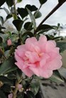 /images/johnsonnursery/Products/pics/907-1.jpg