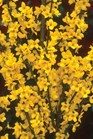/images/johnsonnursery/Products/pics/972-1.jpg
