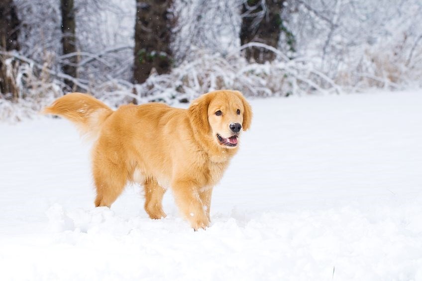 January is National Walk Your Dog month 