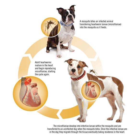 Heartworm Prevention Guidelines For Dogs