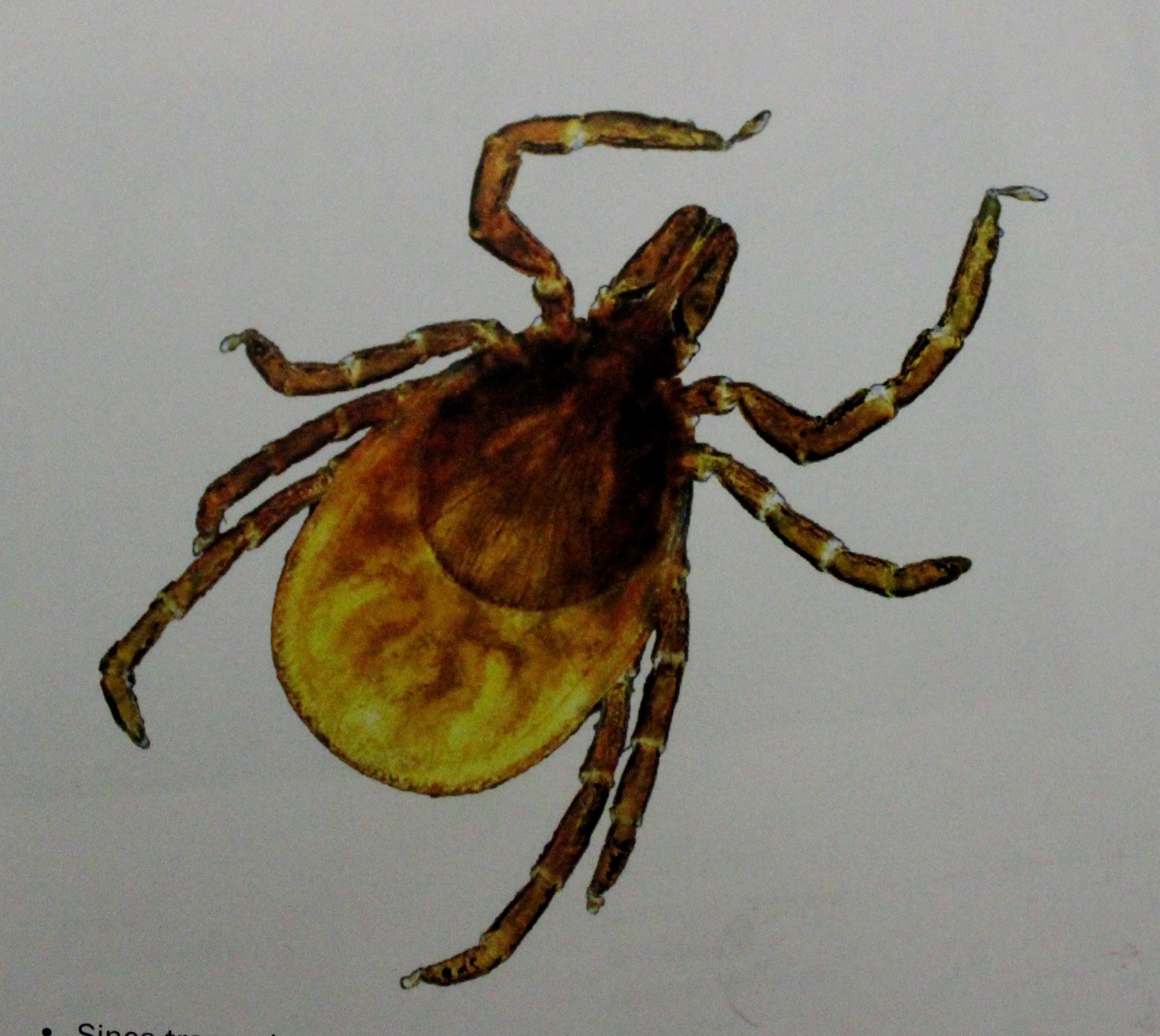 Preventing Lyme disease