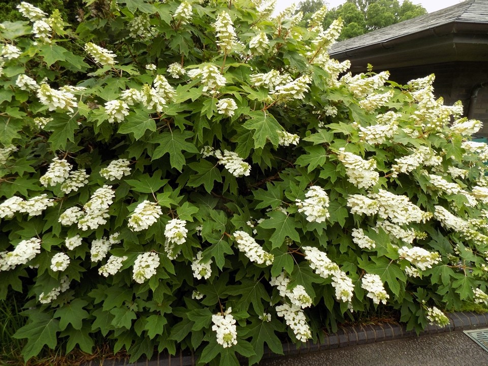 5g Alice Oakleaf Hydrangea 