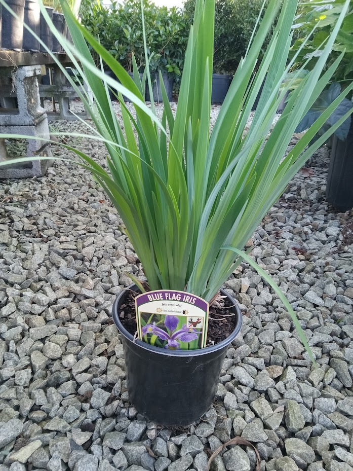 1g Northern Blue Flag Iris 