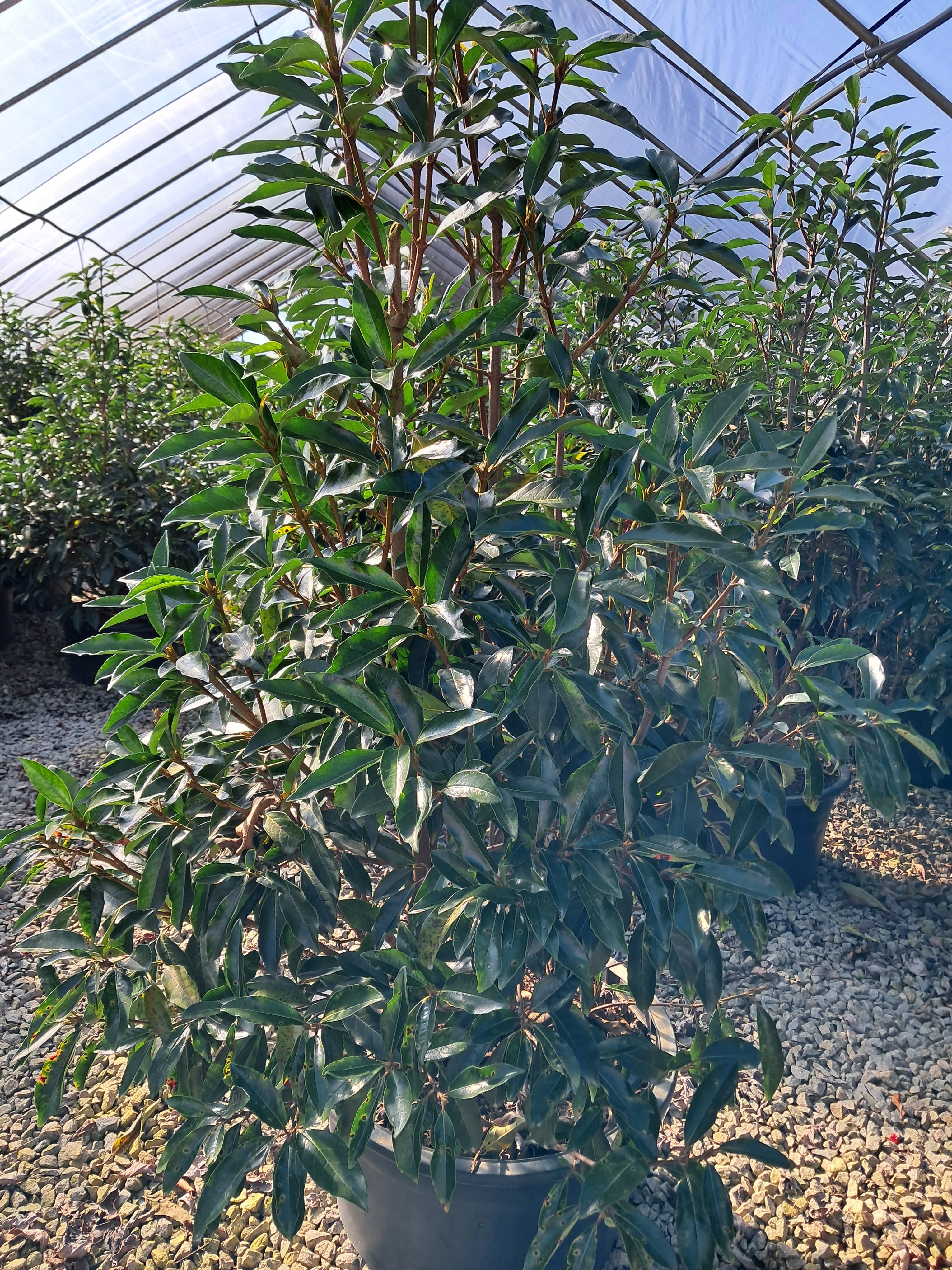 20g Chindo Viburnum