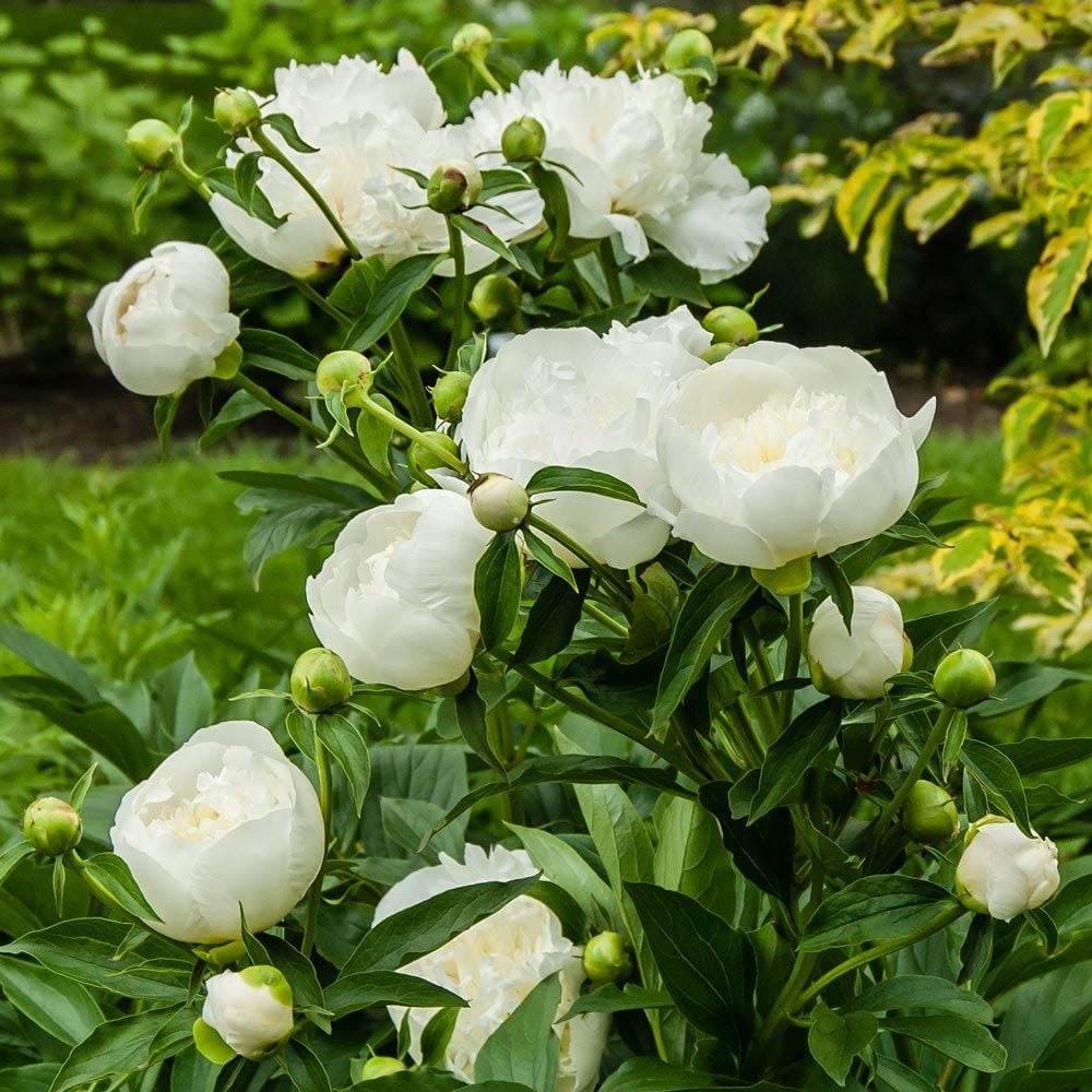 3g Duchesse De Nemours Peony