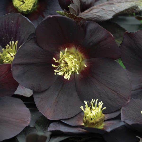 2g Honeymoon Series New York Night Lenten Rose