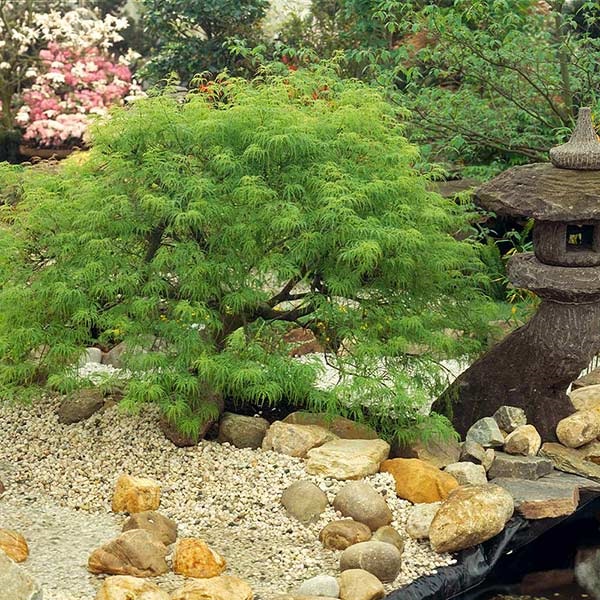 15g Viridis Cutleaf Japanese Maple