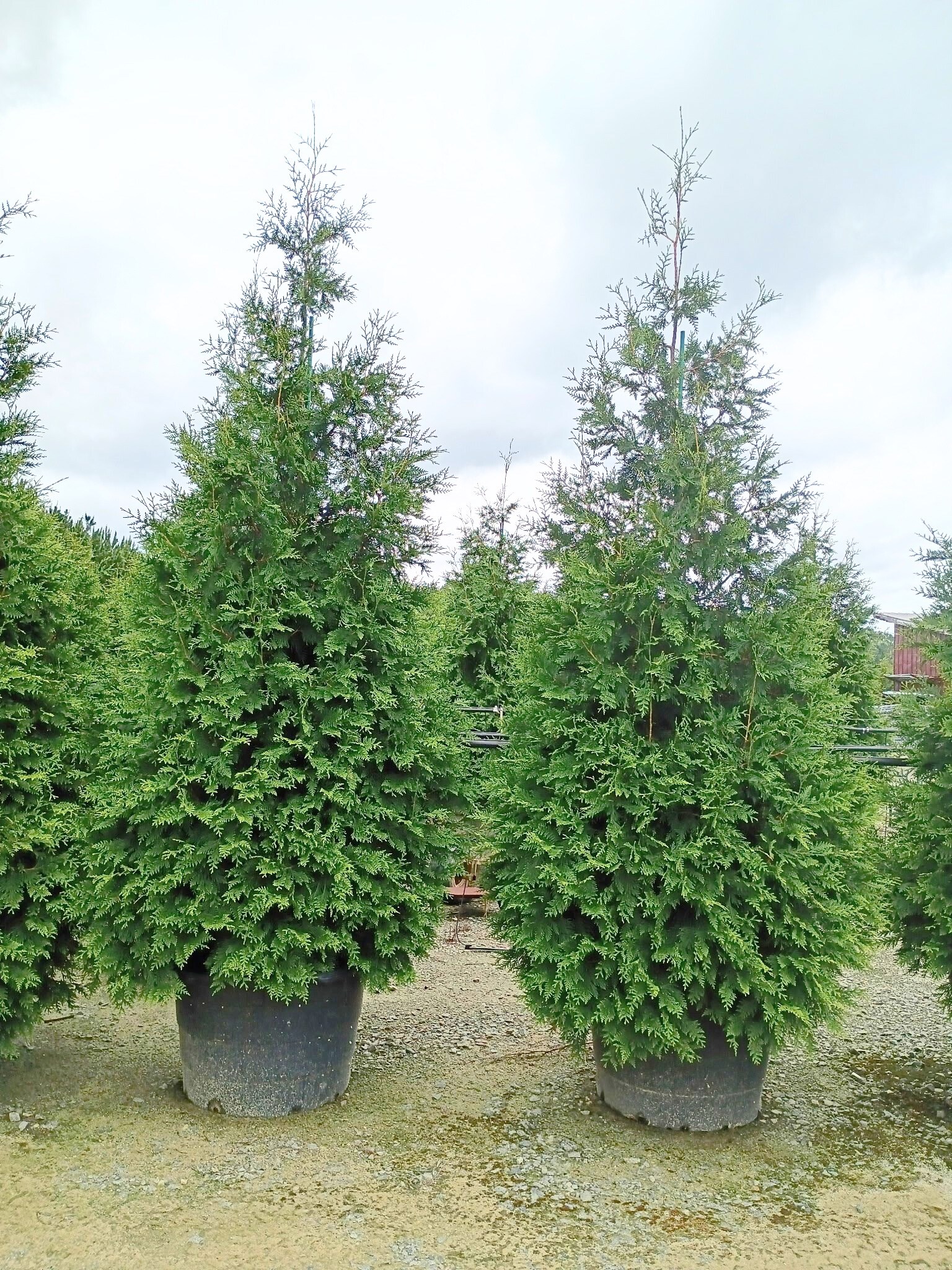 45g Green Giant Western Arborvitae