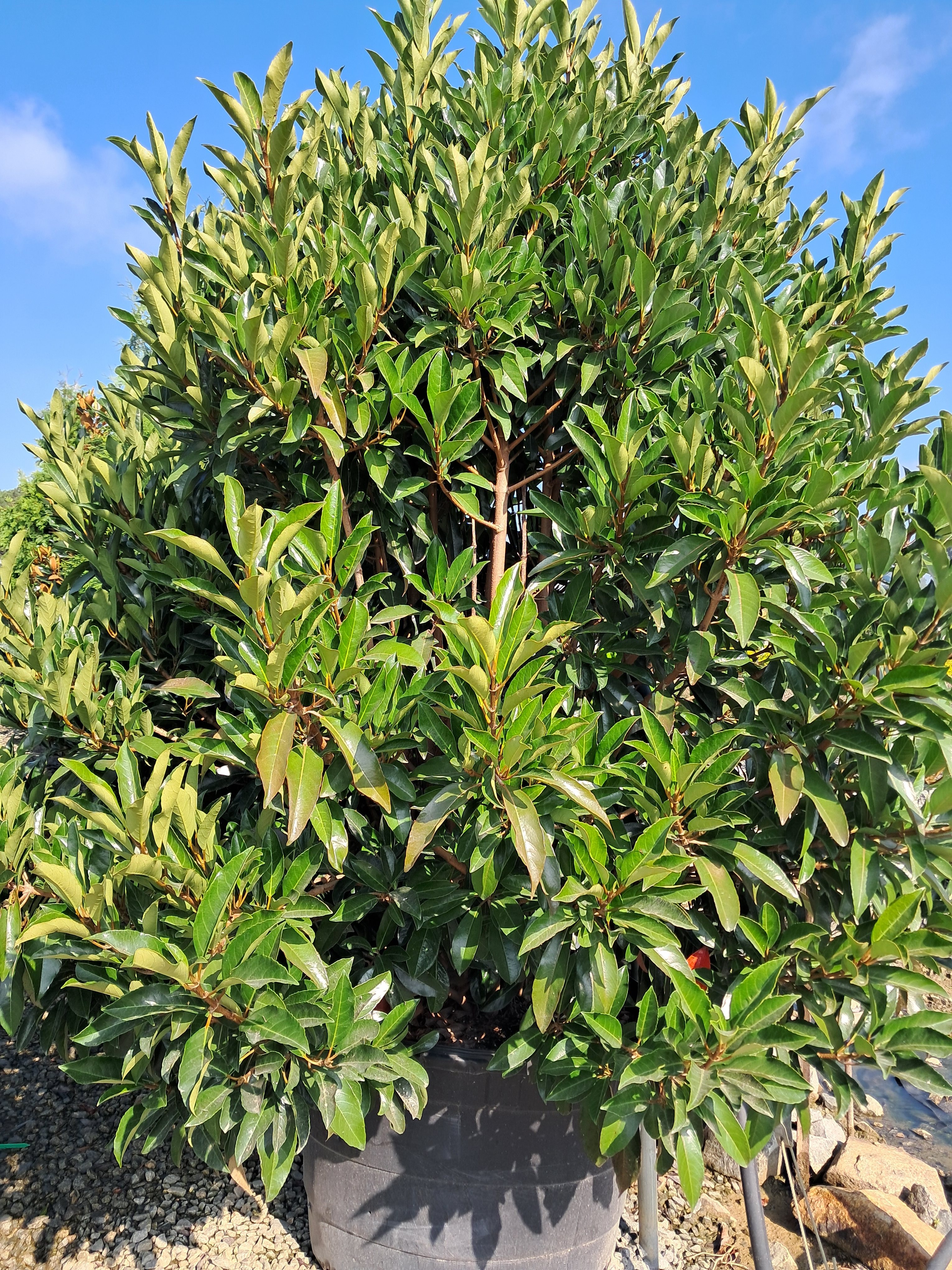 45g Chindo Viburnum
