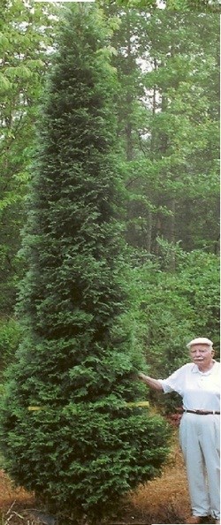 15g Full Speed A Hedge® 'American Pillar' Arborvitae