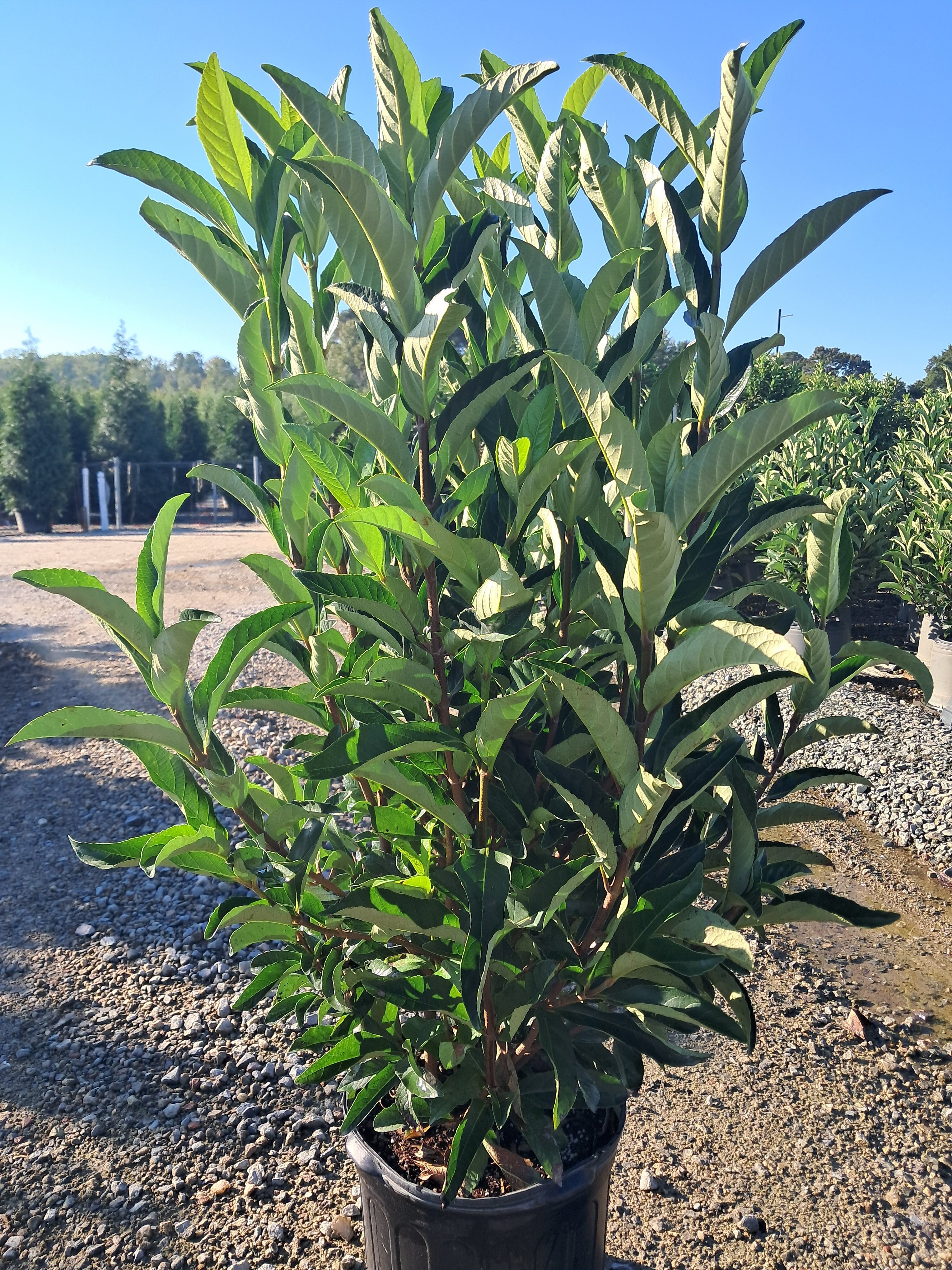 7g Yardline Viburnum