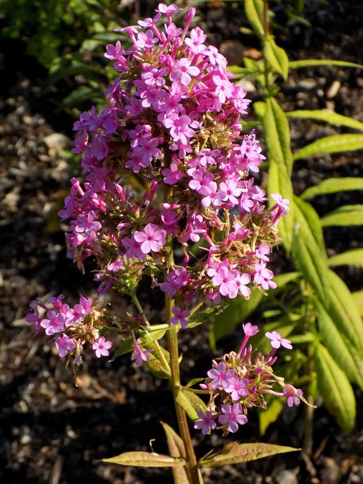 2g Jeana Phlox