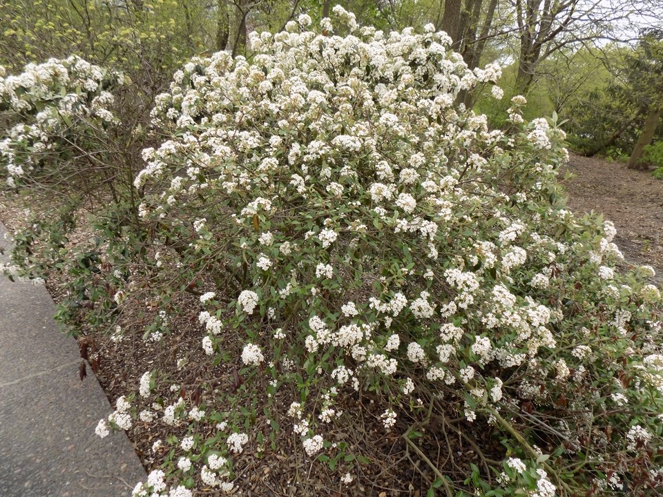 3g Conoy Viburnum