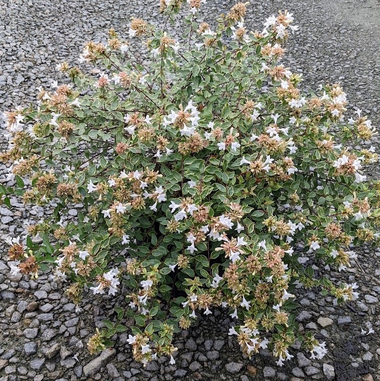 3g Sunshine Daydream Abelia