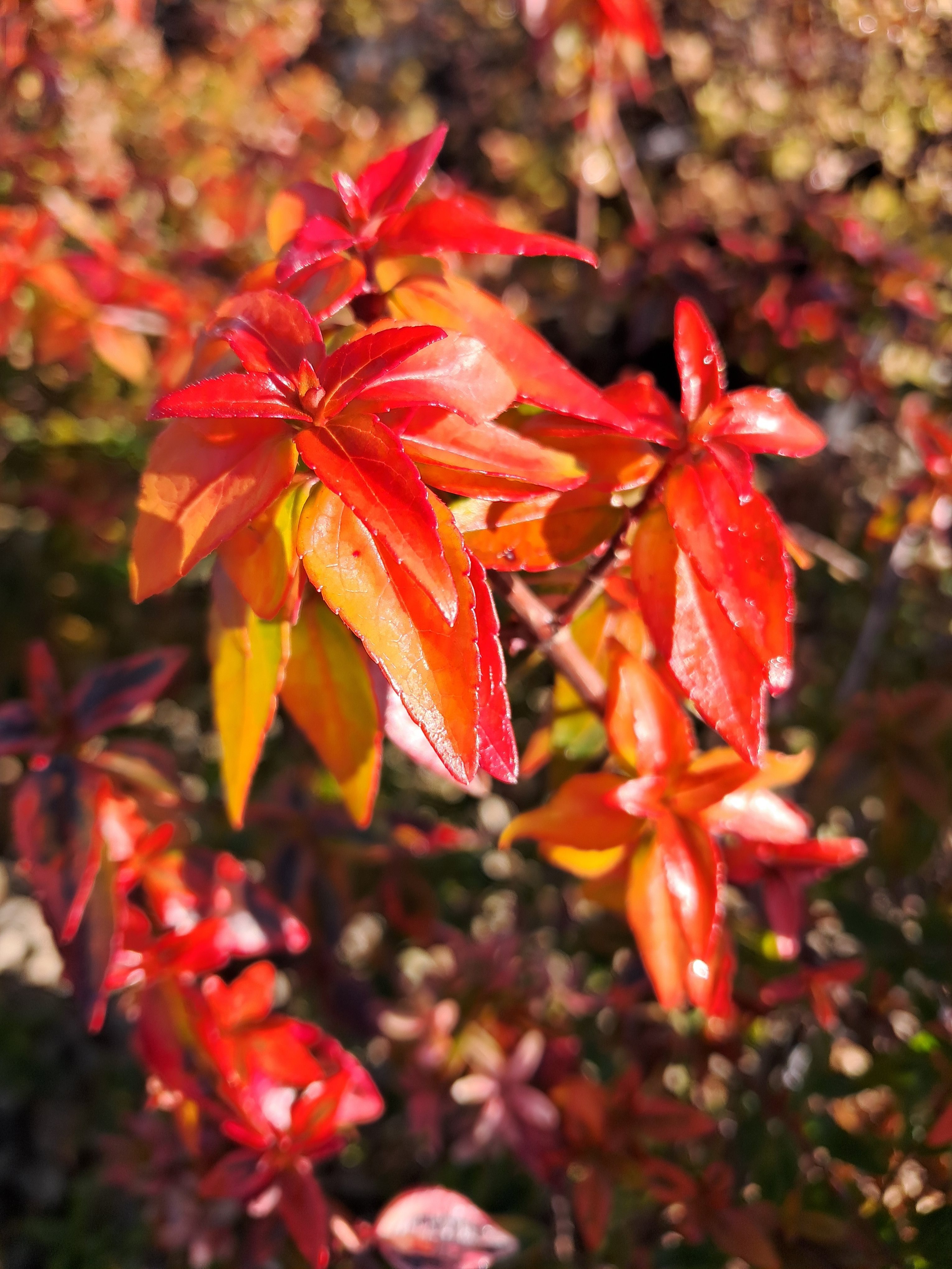 3g Kaleidoscope Abelia