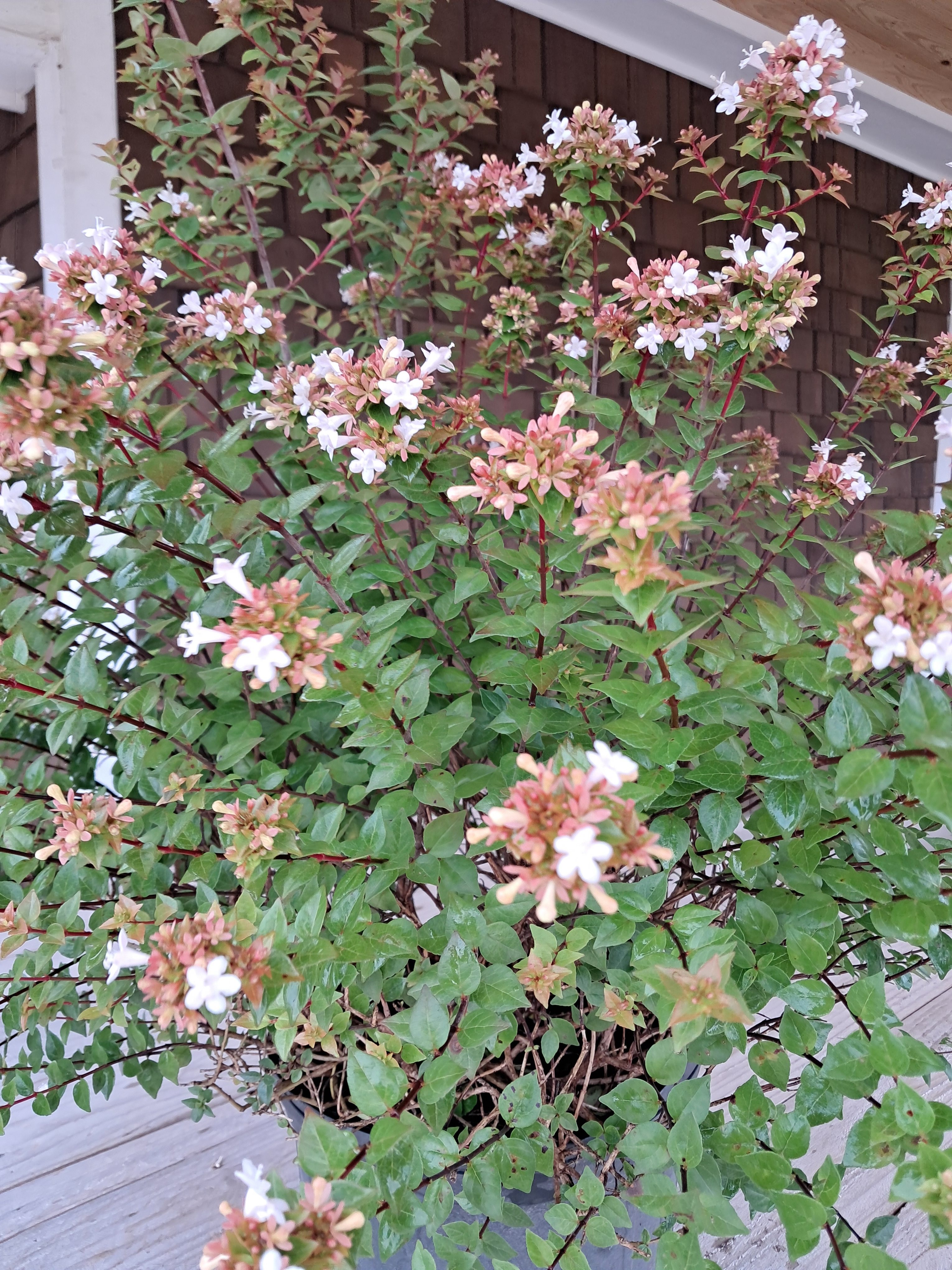 3g Rose Creek Abelia