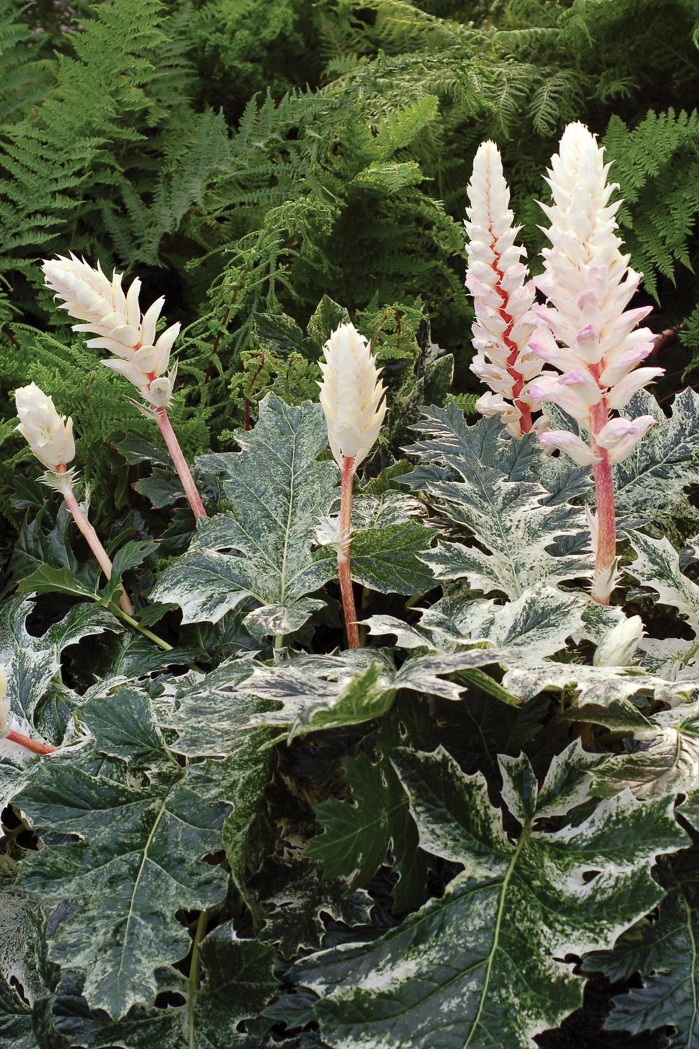 7g Whitewater Acanthus - Bear's Breeches