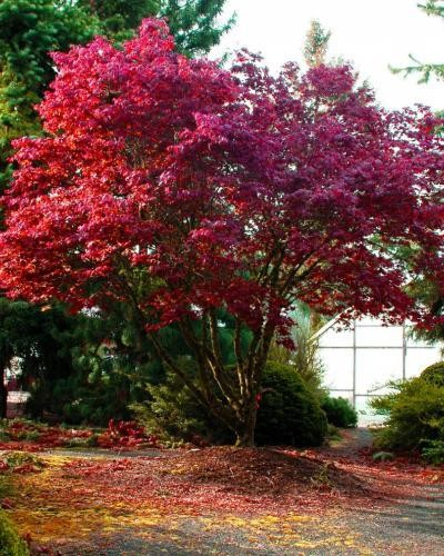 20g Bloodgood Japanese Maple