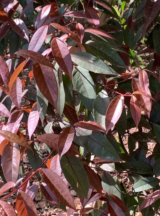 25g Hóng Lóng Evergreen Chinese Maple