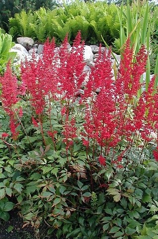 2g  Astilbe 'Fanal'