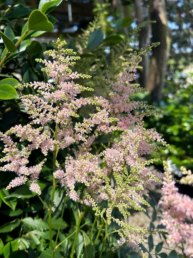 1g Europa Astilbe