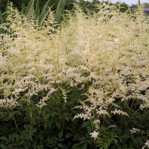 1g  Astilbe 'Bridal Veil'