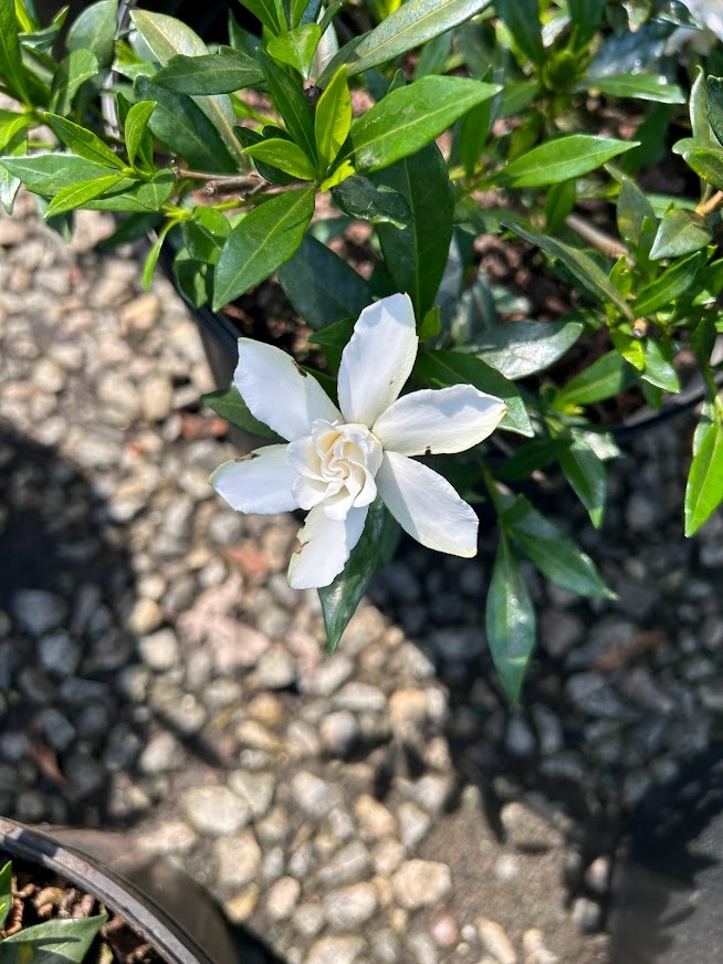 3g August Beauty Gardenia