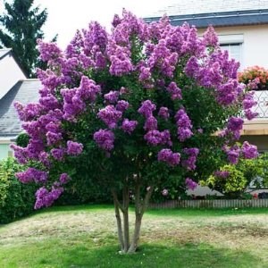 25g Autaugaville Purple Crape Myrtle