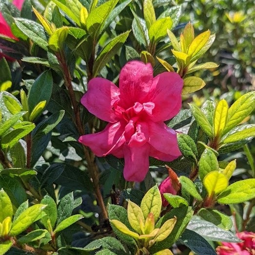 3g Encore Autumn Empress Azalea