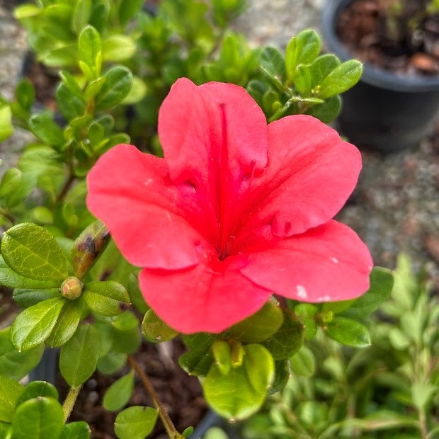 1g Encore Autumn Sunset Reblooming Azalea