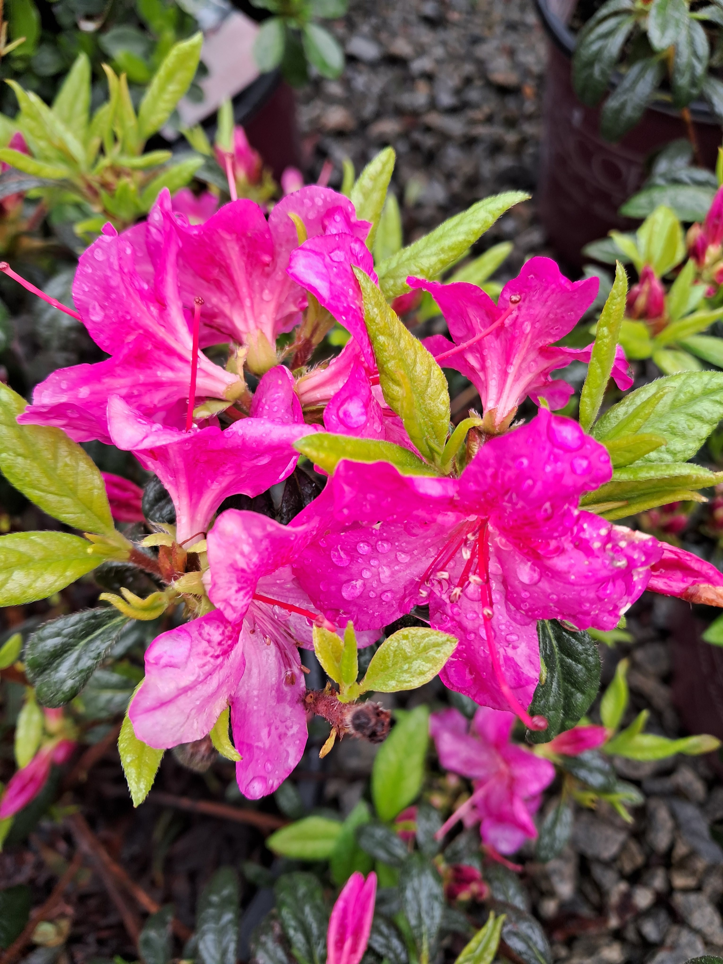 3g Encore Autumn Amethyst Azalea