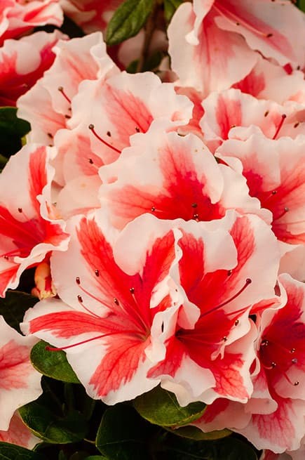 (clone) 3g Encore Autumn Starburst Azalea
