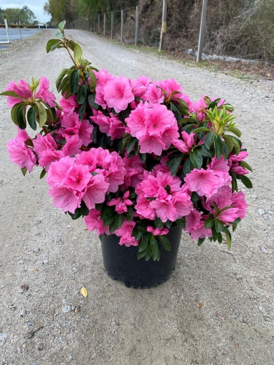 3g Pink Ruffles Azalea