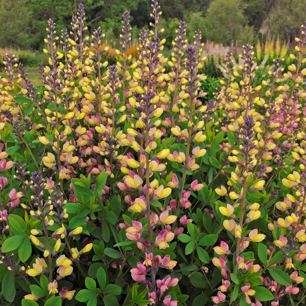 2g  Baptisia 'Pink Lemonade'