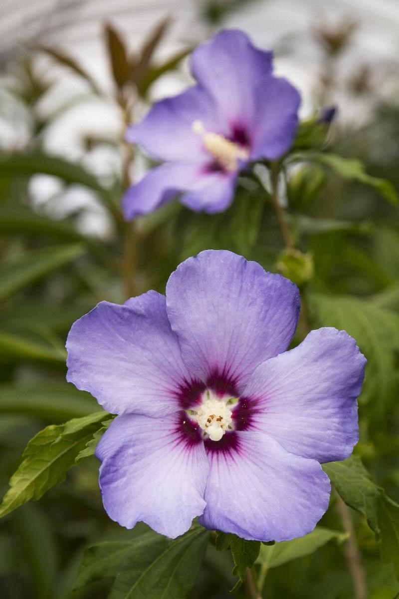 7g Blue Bird Rose of Sharon